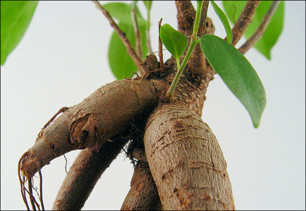 The Tree Dragon