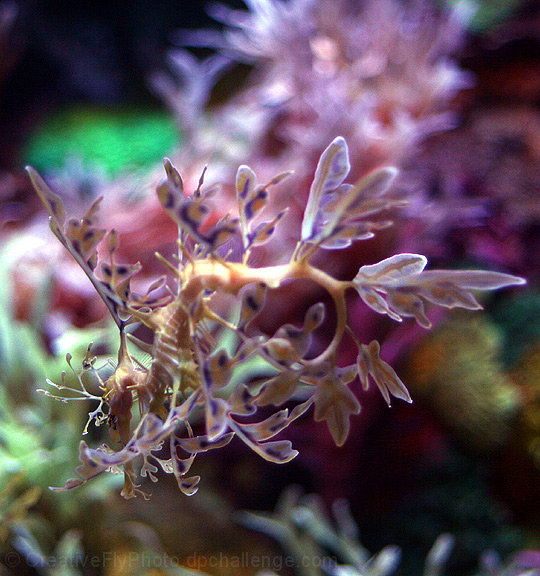 Phycodurus eques - Leafy Sea Dragon