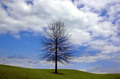 Trees are the earth's endless effort to speak to the listening heaven.  ~Rabindranath Tagore