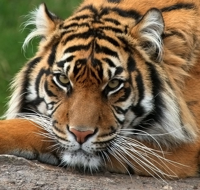 Shere Kahn