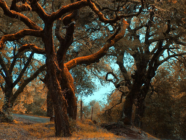 Sleepy Hollow