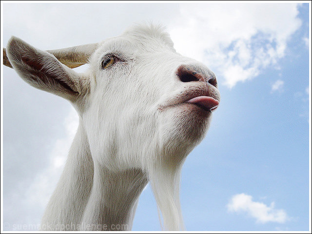 'Acting the Giddy Goat\' by Mike Tanner