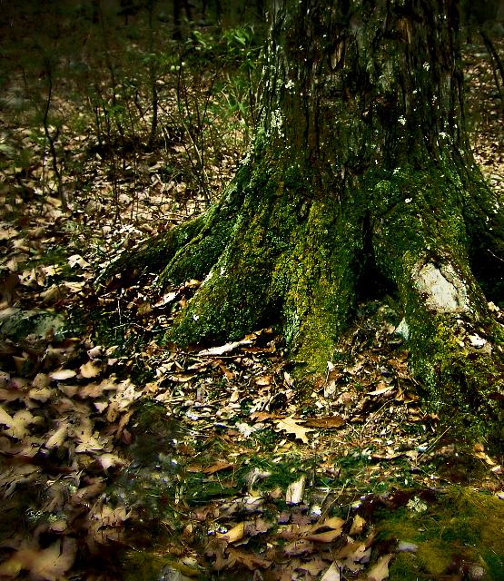 "Whispers from the Cotton Tree Root"