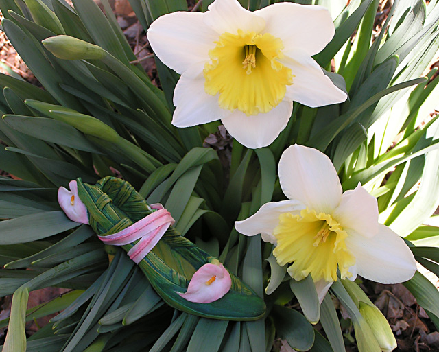 Fairy Feet (or Daffodil leaf shoes!)