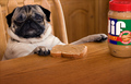 Choosy Pugs Choose JIF !!