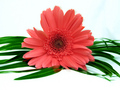 Flower on the thrown