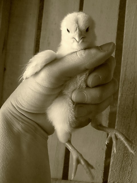 A Bird in the Hand is Worth Two in the Bush