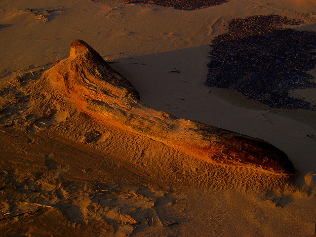 Driftwood