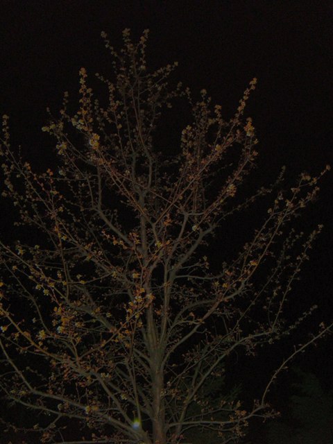 Silent bloom in the night?