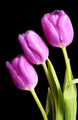 Tulip Trio Tribute / Blue - Banmorn 1/26/2005 - 1/27/2005