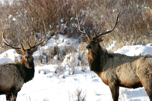 Land of the Buck(s)  (a tribute, not a parody)