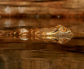 Reflection