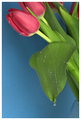 Tulip Teardrop