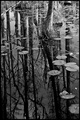 Cypress Swamp