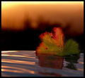 leaf reflection