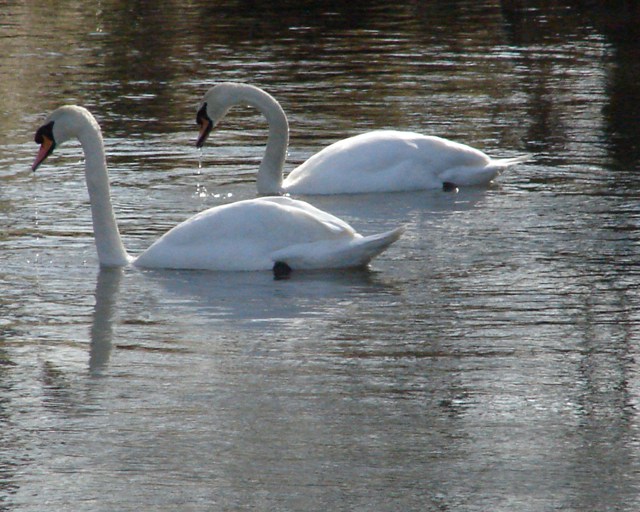 swans