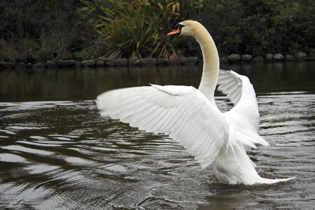 Swan in Blackrock Park