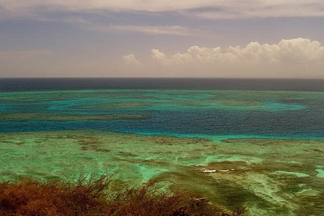 Coral Reefs in the Caribbean