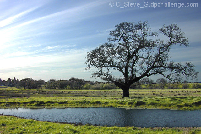 Oak in Green and Blue