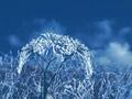 frost flowers