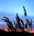Prairie Sunset