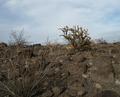 Desolation