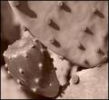 Prickly Pear