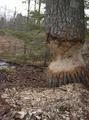 Beavers Woodworking