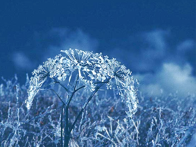 frost flowers