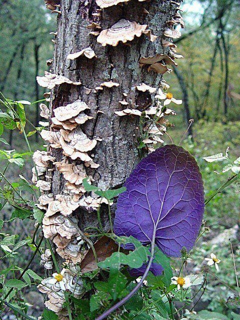 Chrysalis Fungi