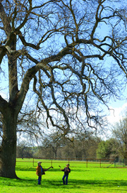 Under the Tree