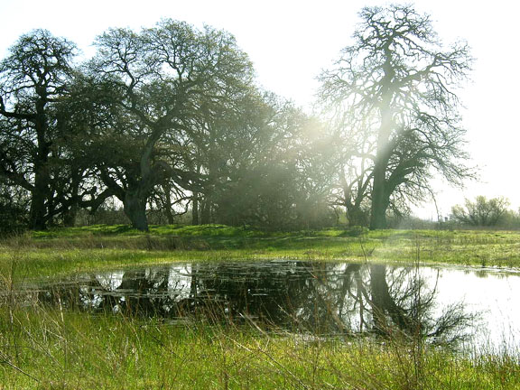 through the trees