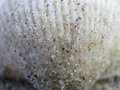 sea shells by the sea shore