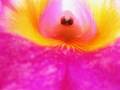 Ghost in an Orchid