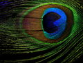 Unseeing Eye