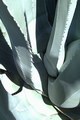 Agave