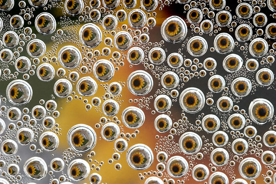 Sunflower Drops