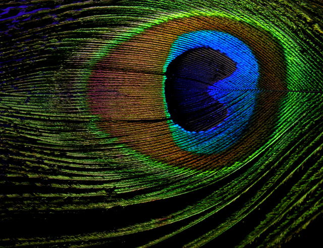 Unseeing Eye
