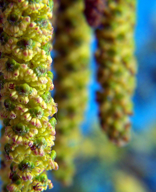 CATKINS