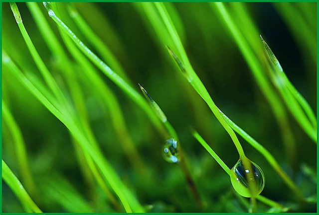 Moss- Macro of a Micro Ecosystem