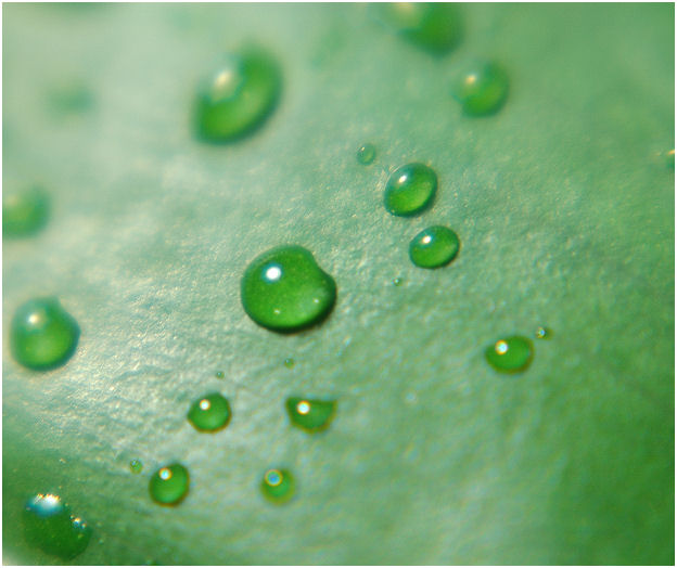 Waterdrops on a leaf