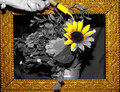 Add FDC Yellow #5