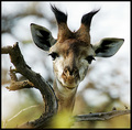 Inquisitive