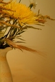 Yellow and Gold