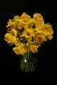 daffodils