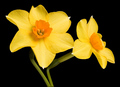 Daff's: - SPRING at last...!