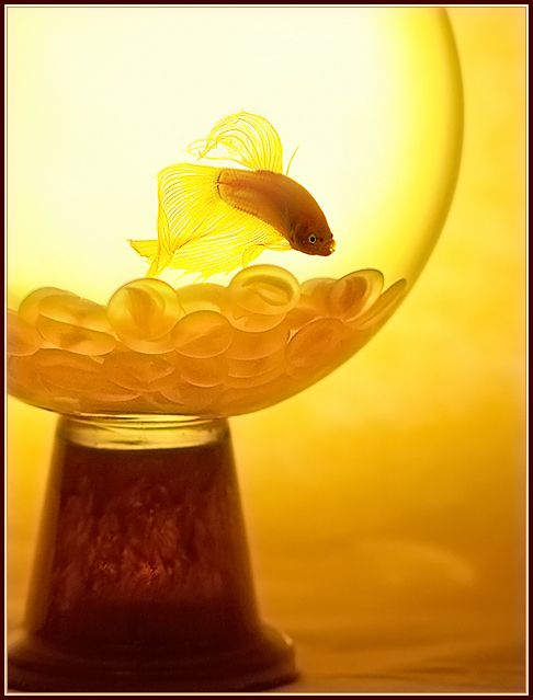 Golden Suspension