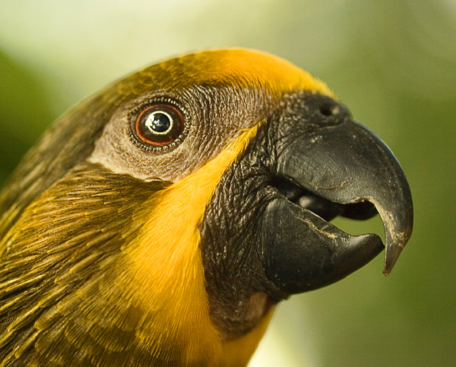 Lory