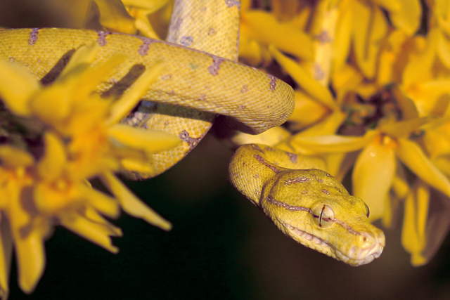  Camouflage