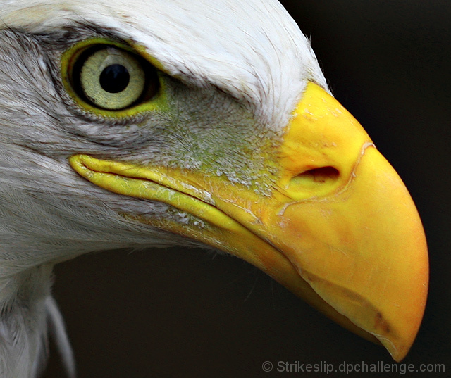 Raptor